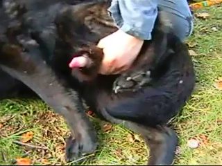 Gay handjob dog cock. Amateur dog sex