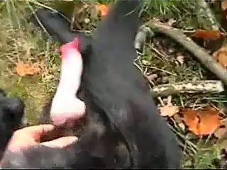 Gay handjob dog cock. Amateur dog sex