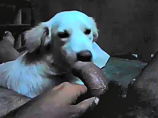 Porn dog lick dick