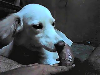 Porn dog lick dick