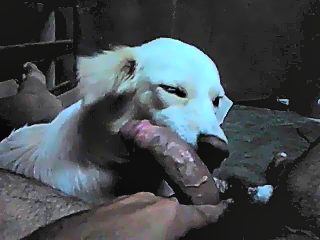 Porn dog lick dick