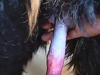 Dog cock rubbing