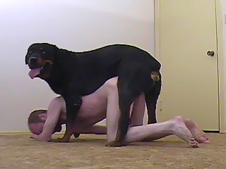 Dog gay knot