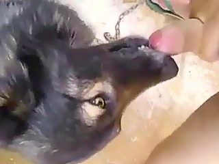Dog sucking man dick