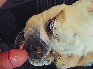 Animals licking dick