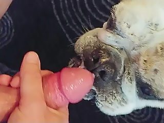 Animals licking dick