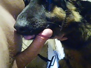 Animals licking dick