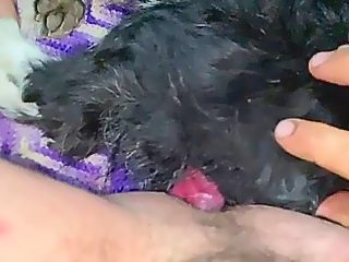 Man fucks with dog in ass