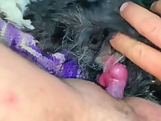 Man fucks with dog in ass