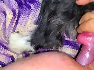 Man fucks with dog in ass