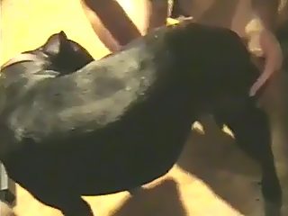 Handjob dog sex