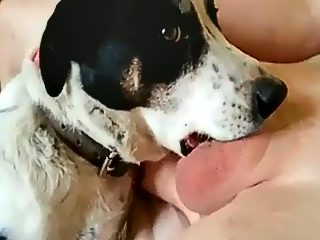 Dog sucking mans dick