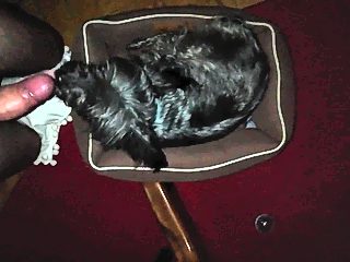 Dog suck dick