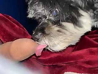 Dog suck dick