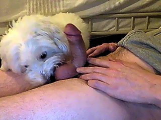 Dogs licking dick