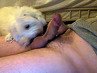 Dogs licking dick