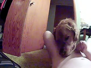 Gay dog sucking dick