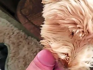 Dog sucks man dick