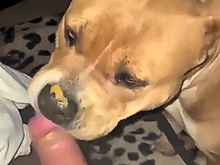 Dog sucks man dick