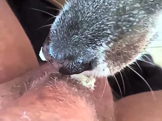 Dog sucks man dick
