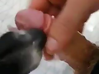 Dog giving man blowjob