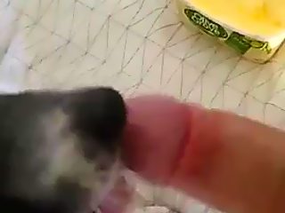 Dog giving man blowjob