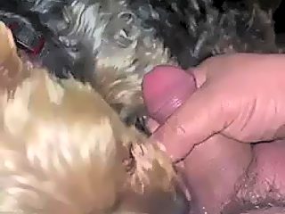Dog giving man blowjob