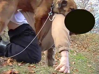 Gay zoo porno