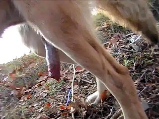 Gay zoo porno