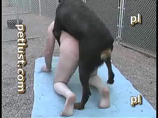 Dog sex with man