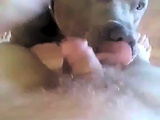Animal lick ass of gay