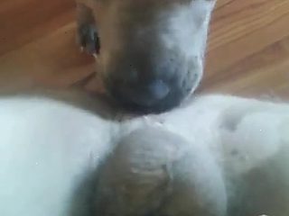 Animal lick ass of gay