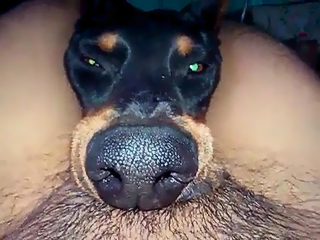 Dog suck man dick compilation