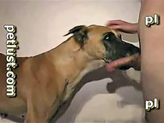 Boy cums on dog after sex