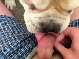 Dog lick my dick porn