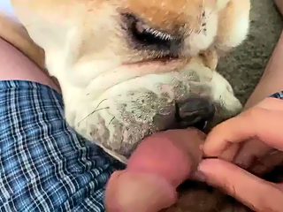 Dog lick my dick porn