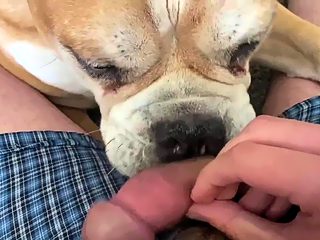 Dog lick my dick porn