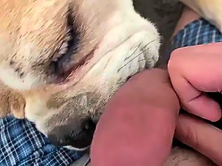 Dog lick my dick porn