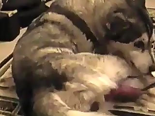 Men and dog sex