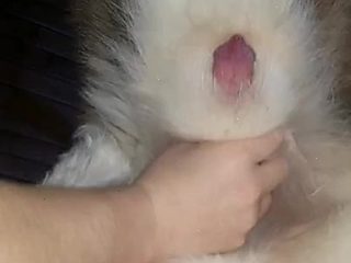 Dog handjob video