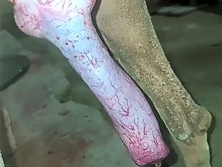 Dog handjob video