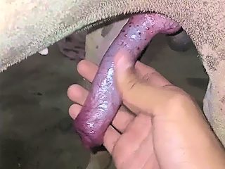 Dog handjob video