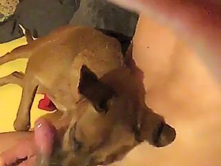 Animal sucking cock