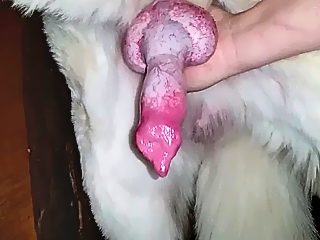 Boy dog handjob