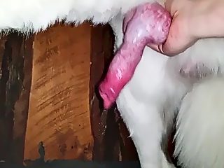 Boy dog handjob