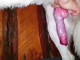 Boy dog handjob