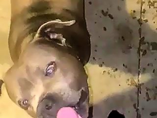 Dog anal creampie man