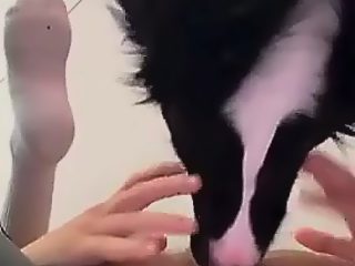 Dog lick man ass