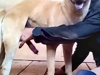 Dog and gay fuck
