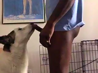 Dog suck dick of black man